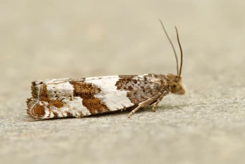 Willow-and-poplar Leafroller