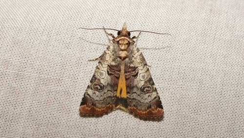 Willowherb Yellow Underwing