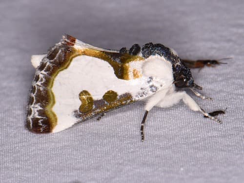 Wilson's Wood-nymph Moth
