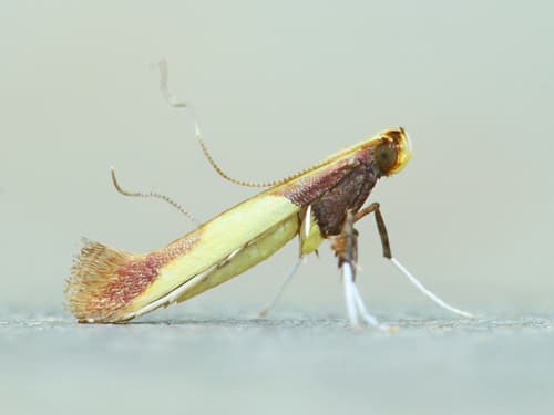 Witch-hazel Caloptilia
