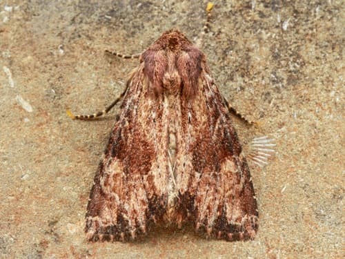 Wood-colored Apamea Moth
