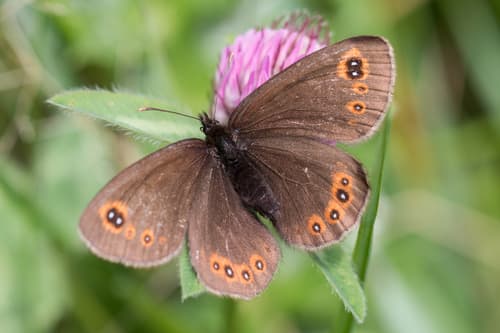Woodland Ringlet
