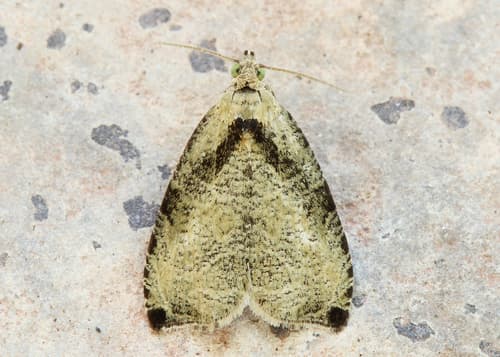 Wretched Olethreutes Moth