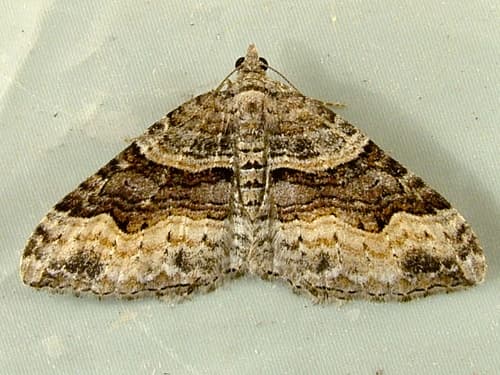 Defensaria Carpet