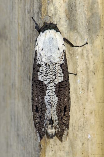 Giant Carpenter Moth
