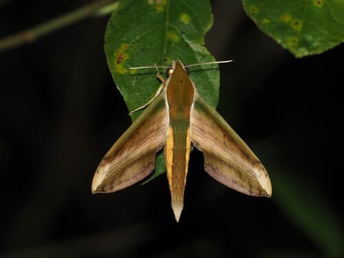 Yam Hawkmoth