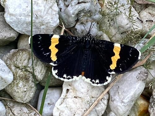 Yellow-banded Day-moth