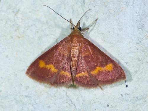 Yellow-banded Pyrausta