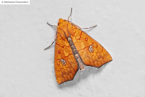Yellow-banded semi-looper moth