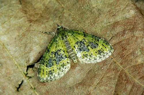 Yellow-barred Brindle