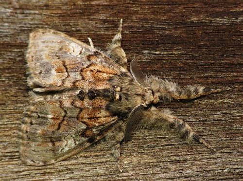 Yellow-based Tussock Moth