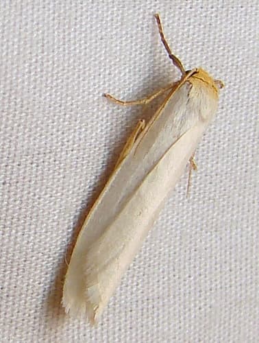 Yellow-bodied Lichen Moth