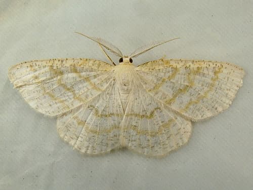 Yellow-dusted Cream Moth