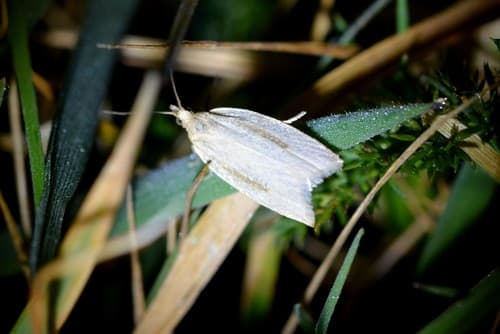 Yellow Field Bell Moth