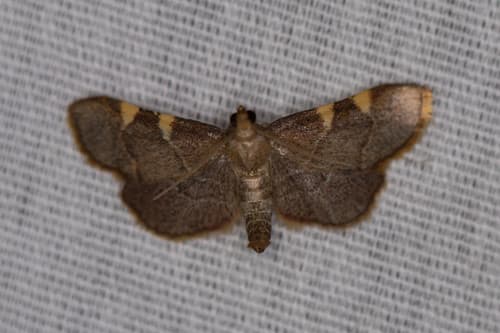 Yellow-fringed Dolichomia Moth