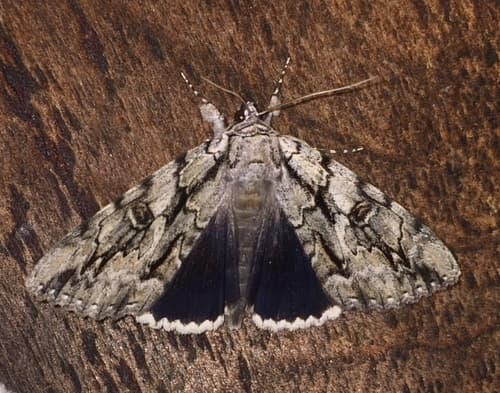 Yellow-Gray Underwing