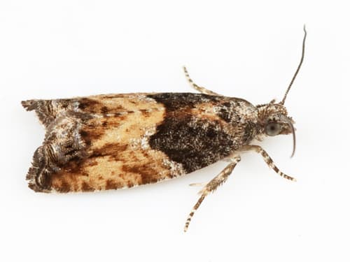 Yellow-headed Aspen Leaftier