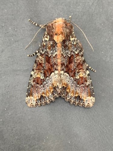 Yellow-headed Cutworm Moth