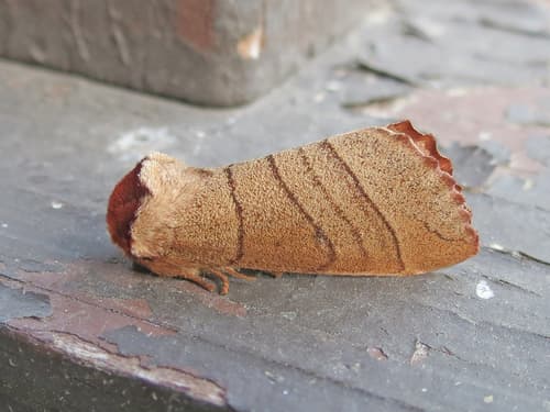 Yellow-necked Caterpillar Moth