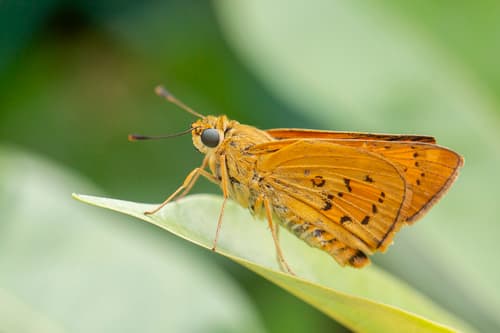 Yellow Palm Dart