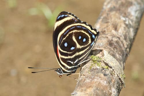 Yellow-rimmed Eighty-eight