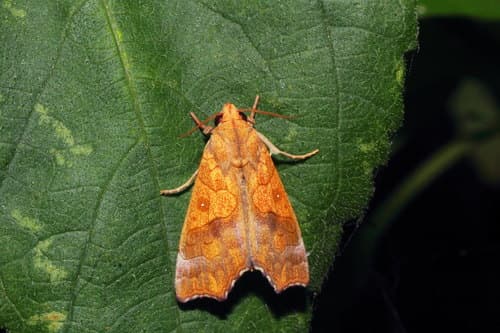 Yellow Scallop Moth