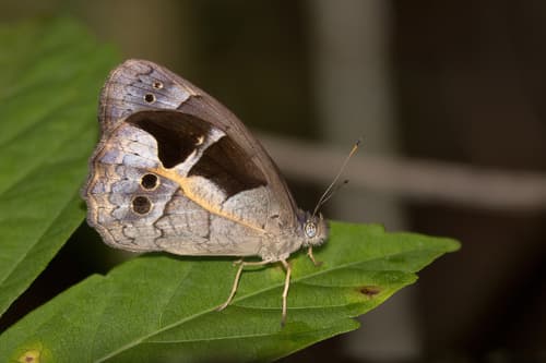 Yellow-spiked Ur-Satyr