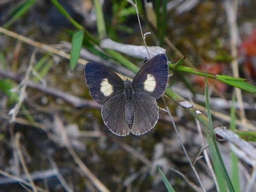 Yellow-spotted Blue
