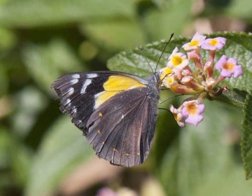 Yellow-spotted Jezebel