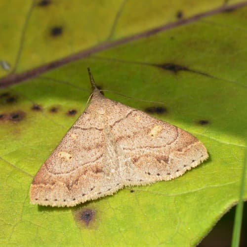 Yellow-spotted Renia Moth
