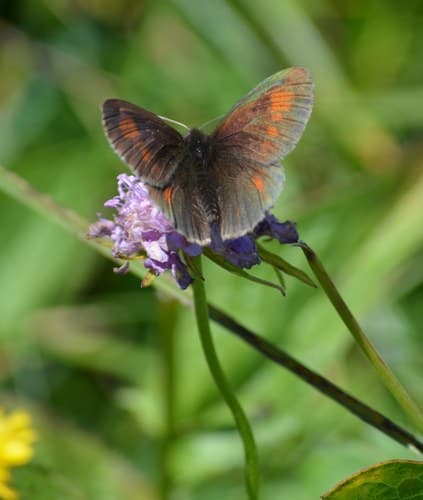 Yellow-spotted Ringlet