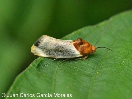 Yellow Spragueia Moth