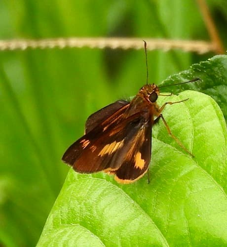 yellow-streaked swift
