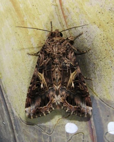 Yellow-striped Armyworm Moth