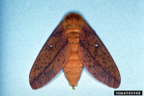 Yellow-striped Oakworm Moth