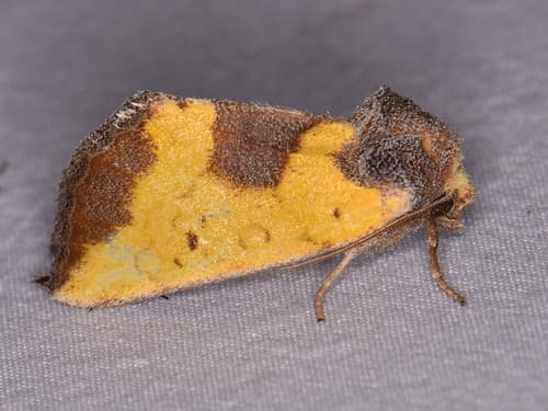 Yellow Sunflower Moth