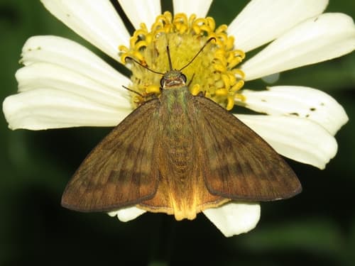 Yellow-tipped Flasher
