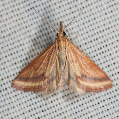 Yellow-veined Moth