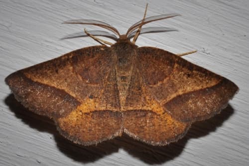 Yellow-washed Metarranthis Moth