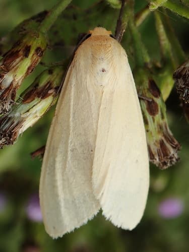 Yellow-winged Pareuchaetes Moth