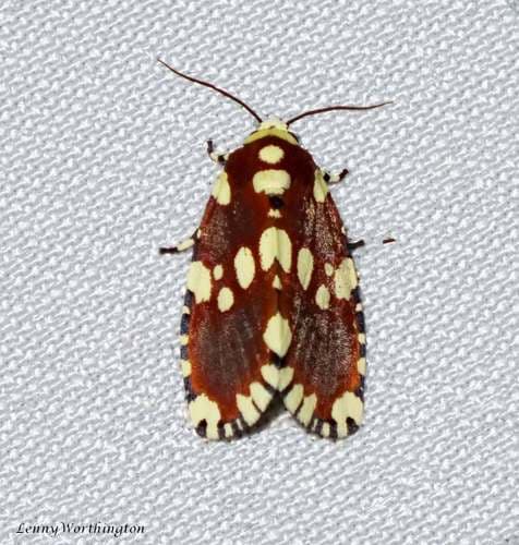 Yepcalphis dilectissima