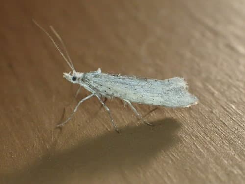 Sickle-winged Moth