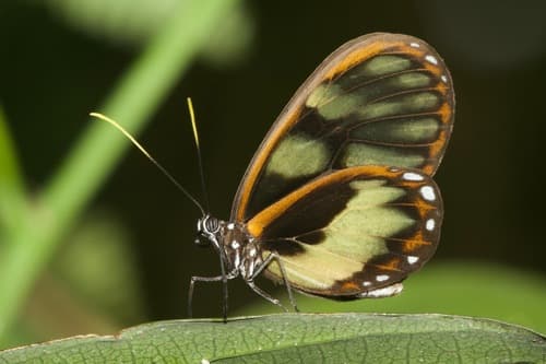 Zavaleta glasswing