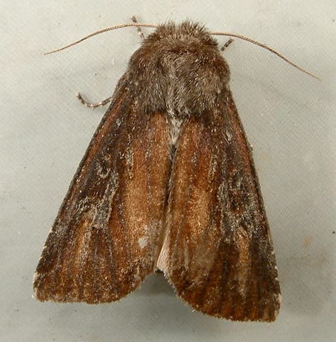 Zebra Caterpillar Moth