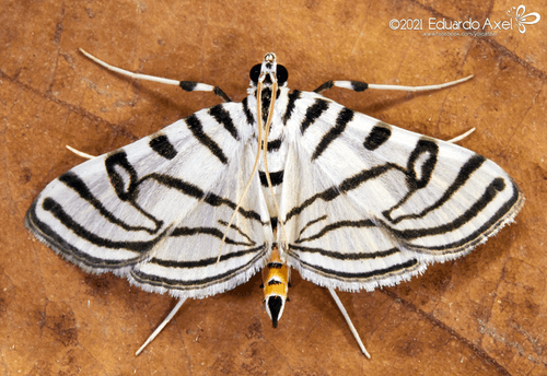 Zebra Conchylodes Moth