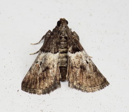Zeller's Macalla Moth