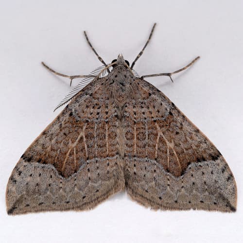 Zenophleps lignicolorata