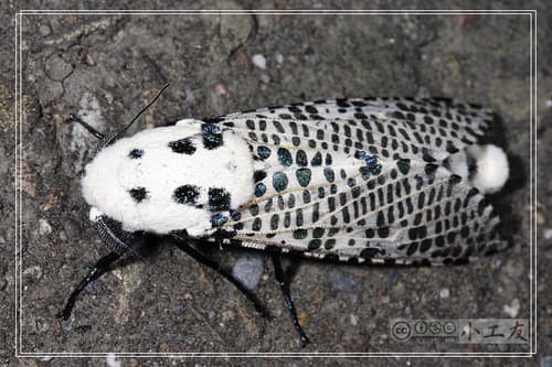 Zeuzera multistrigata