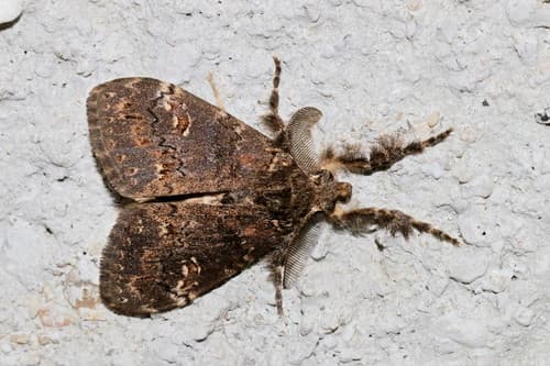 Zhejiang Tussock Moth