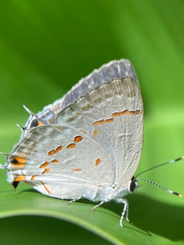 Ziba Scrub-Hairstreak